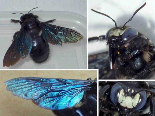 Xylocopa nasalis
